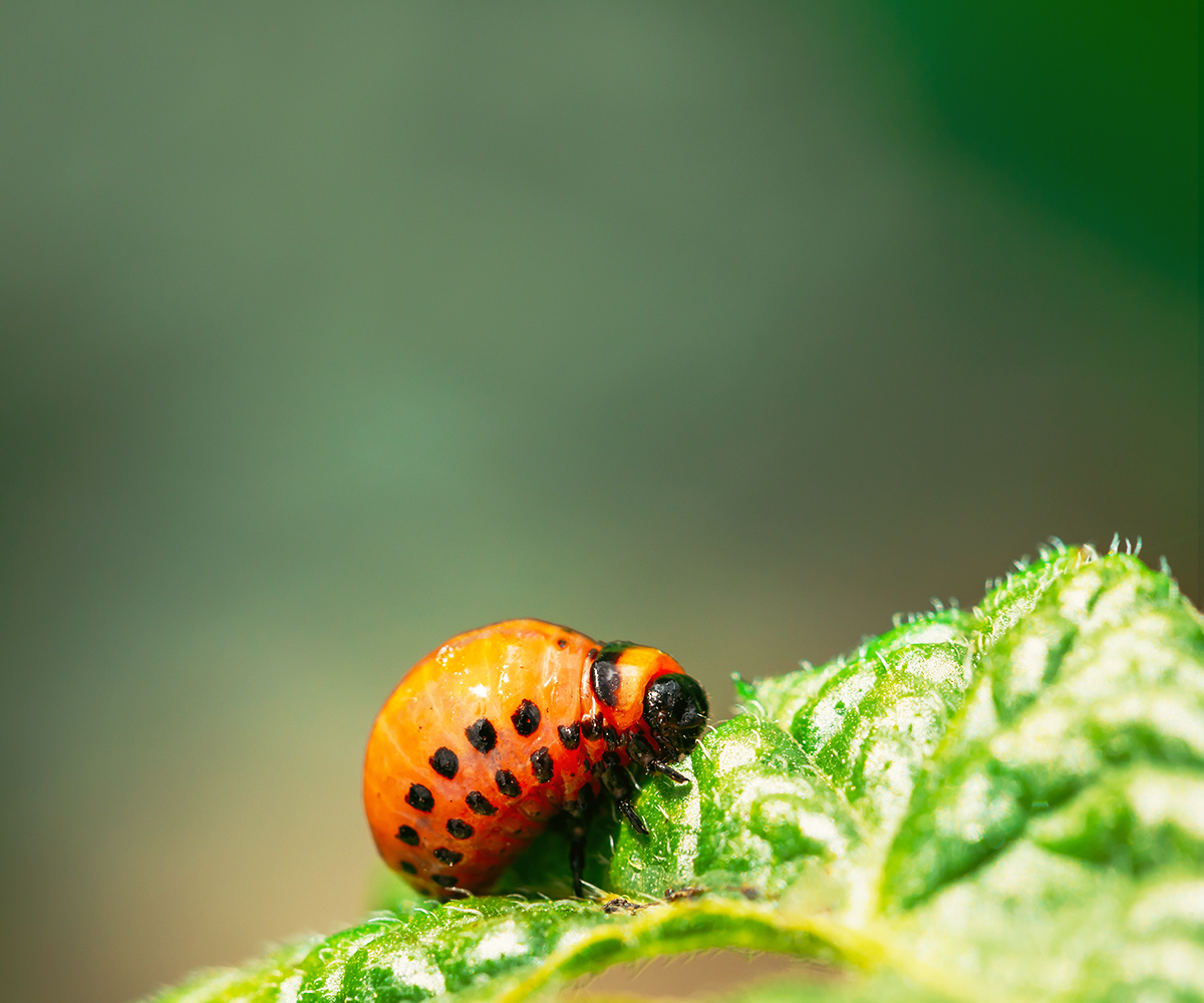 Termite Extermination